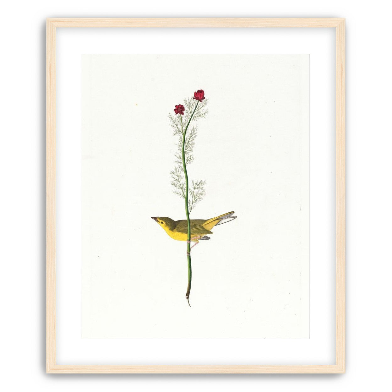 A yellow bird beneath red blooms