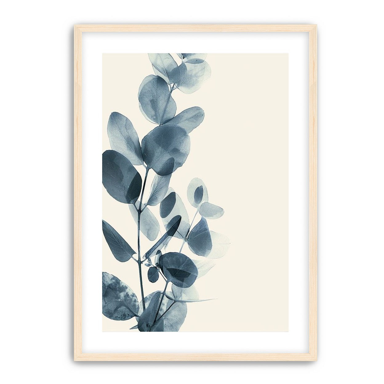 Eucalyptus in quiet blue