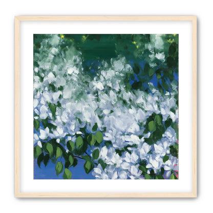 White blossoms over blue shade