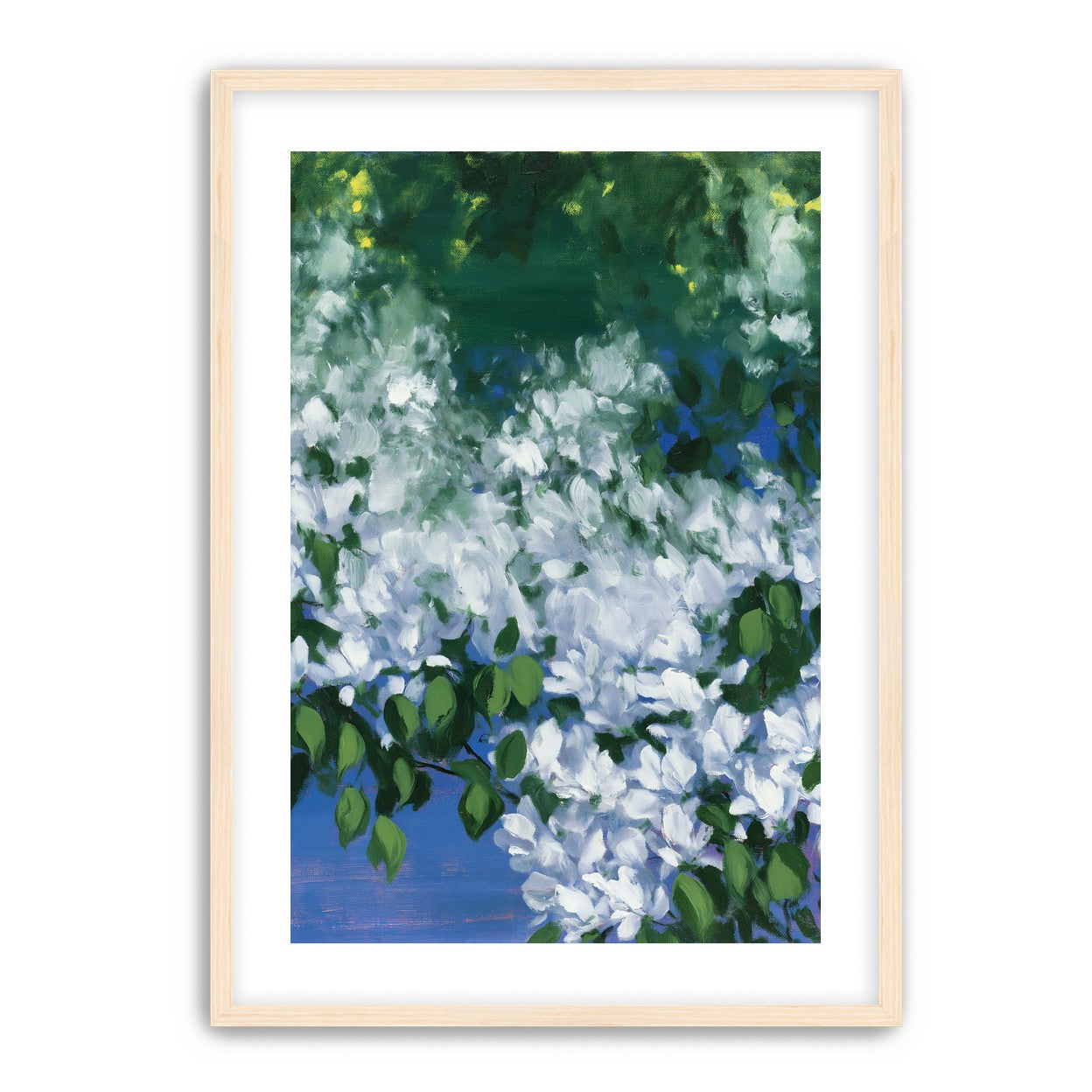 White blossoms over blue shade