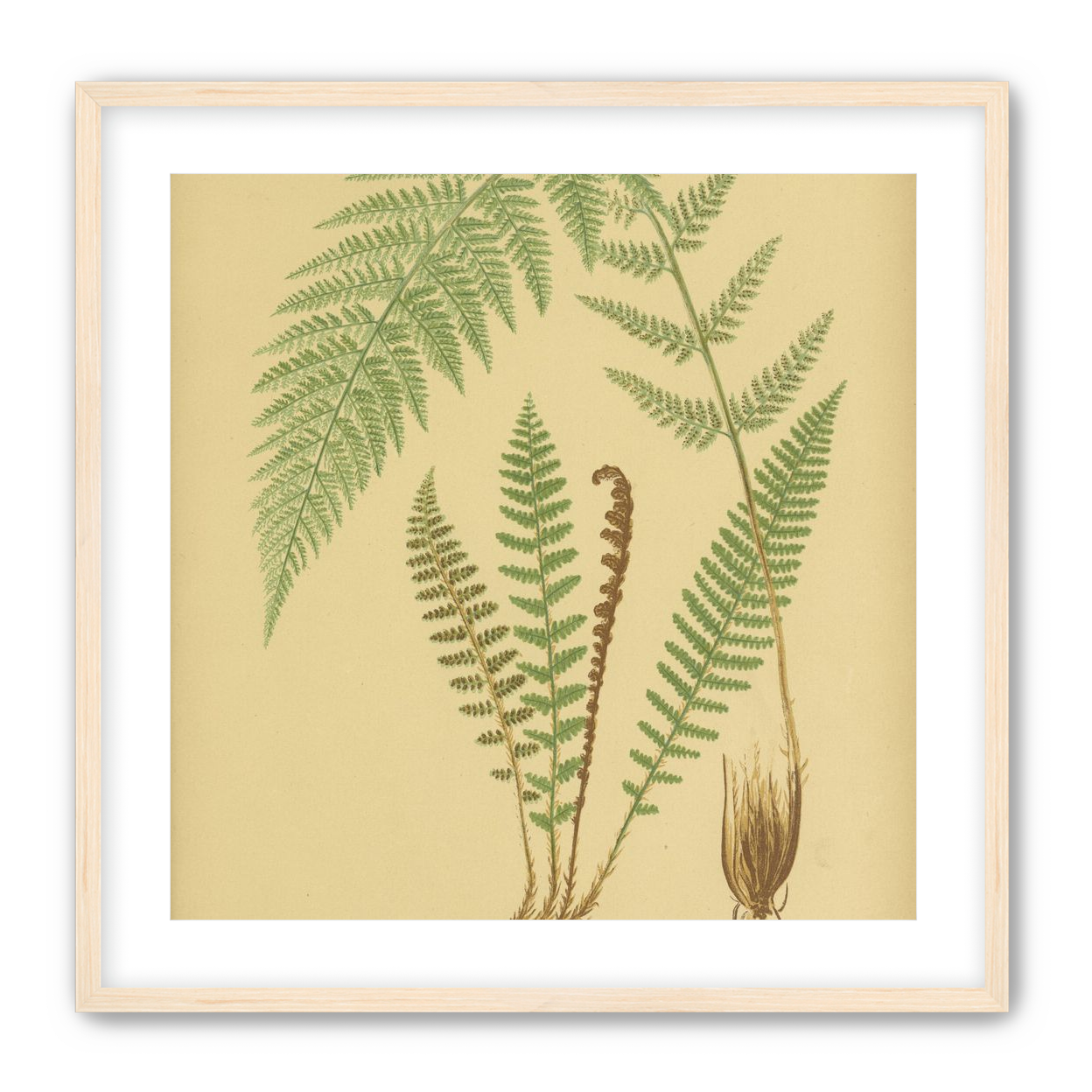 Fern fronds on tan paper