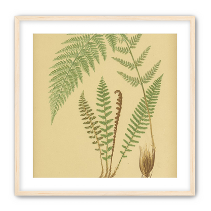 Fern fronds on tan paper