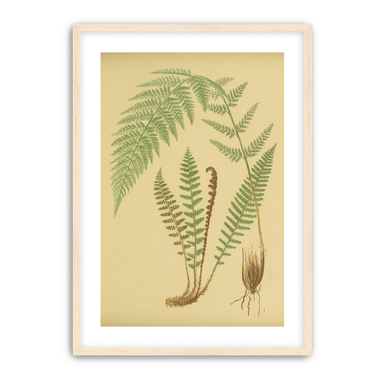 Fern fronds on tan paper