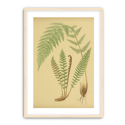 Fern fronds on tan paper