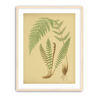 Fern fronds on tan paper