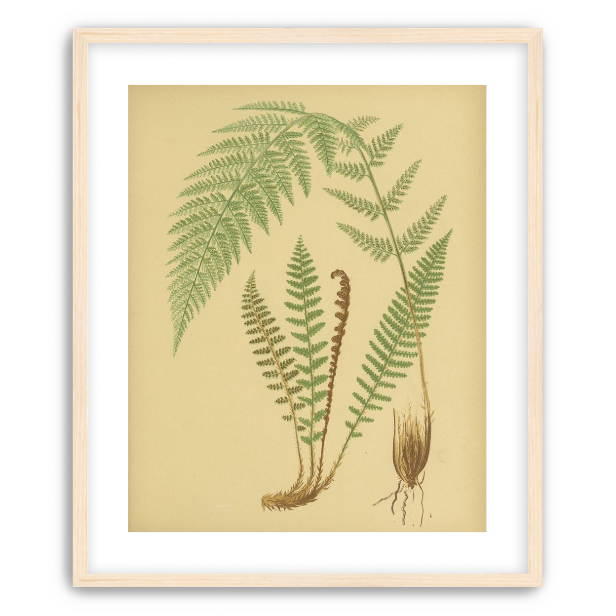 Fern fronds on tan paper