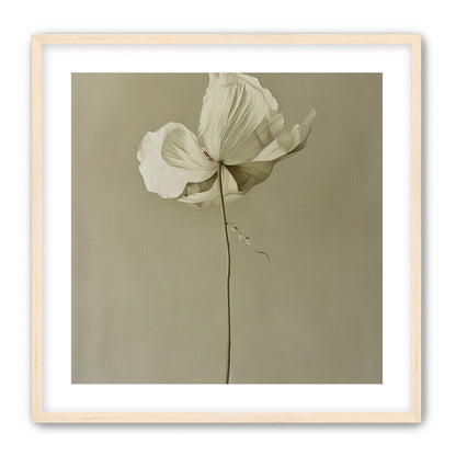 Ivory bloom in gray air
