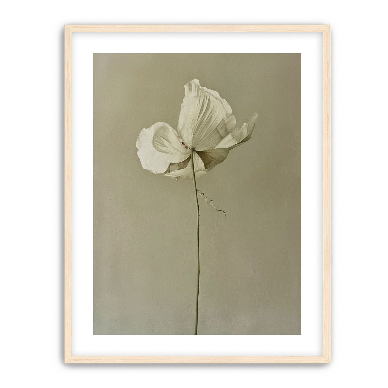 Ivory bloom in gray air