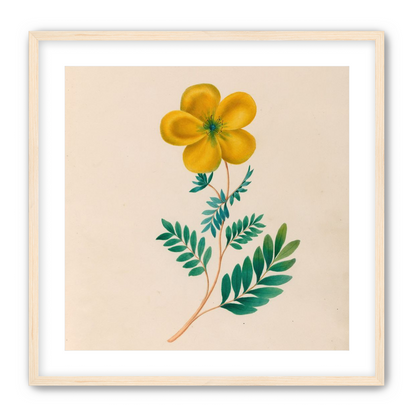 Yellow flower on pale paper