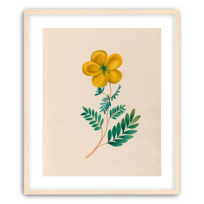 Yellow flower on pale paper