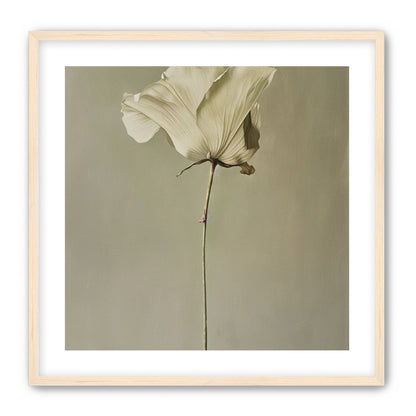One flower and its hush