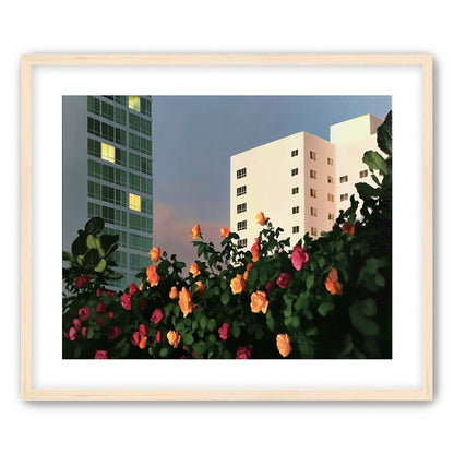 Roses below lit windows