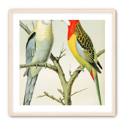 Beaks across the branch