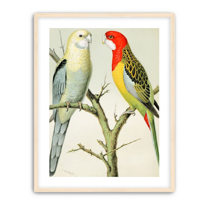 Beaks across the branch