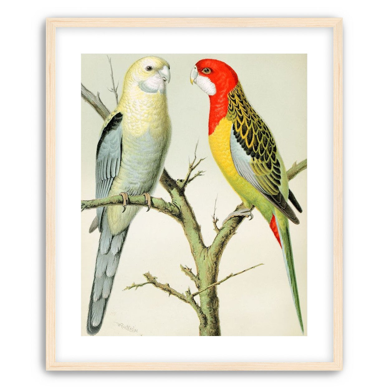 Beaks across the branch