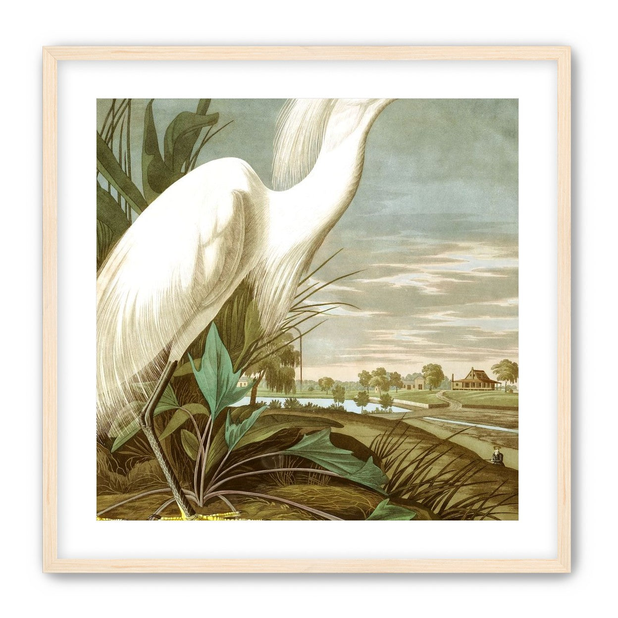 White Egret