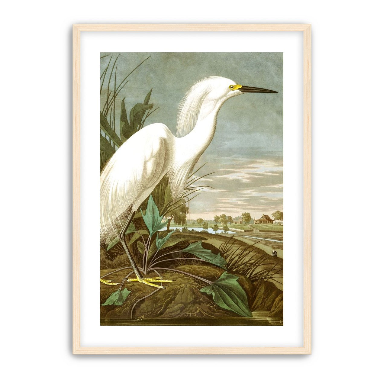 White Egret