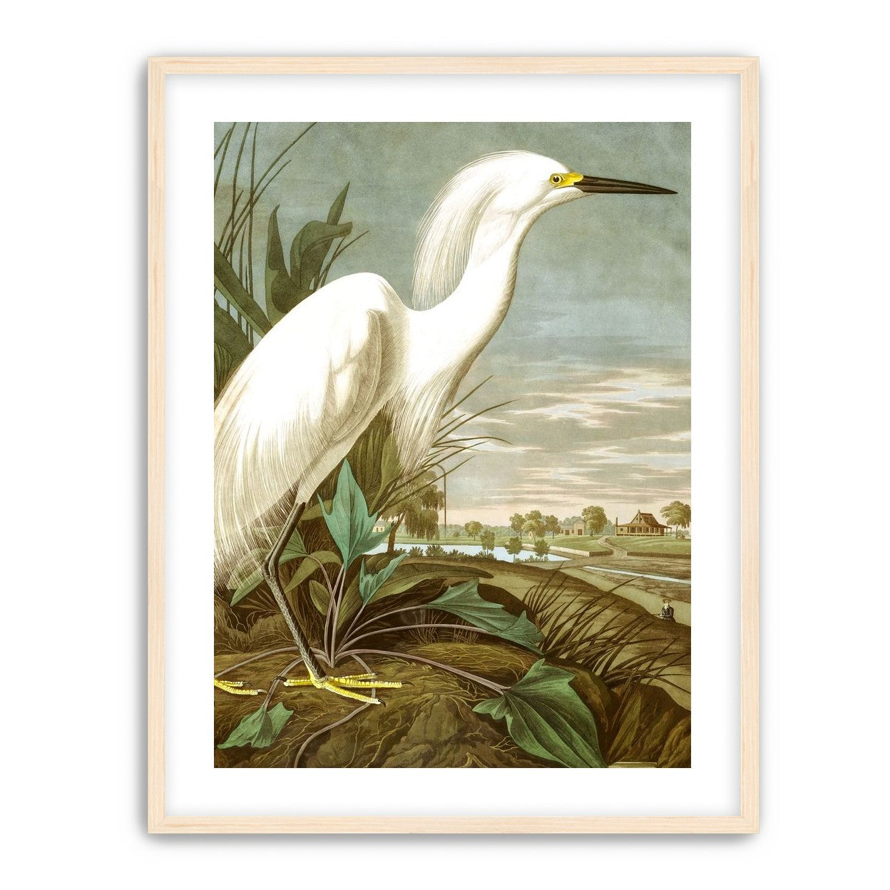 White Egret