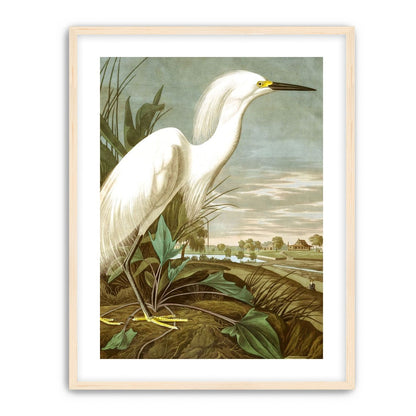 White Egret