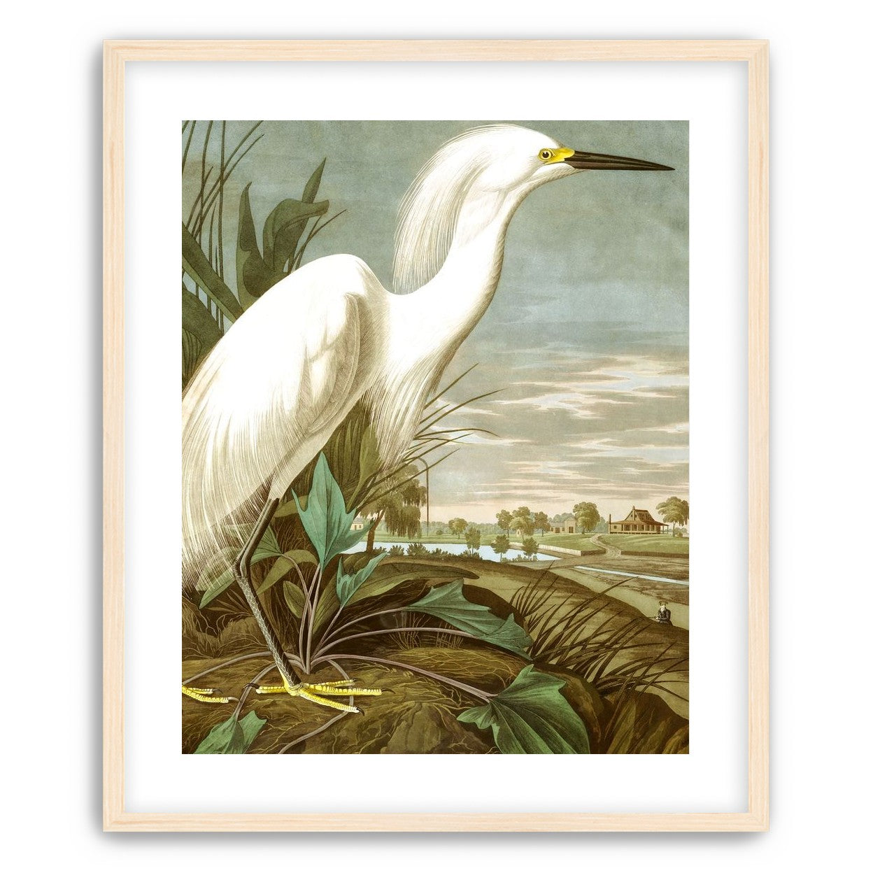 White Egret