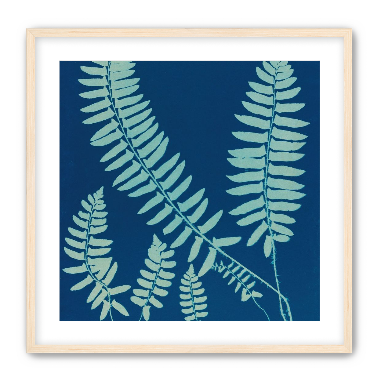 Fern shadows in blue