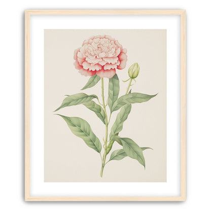 Delicate Blush