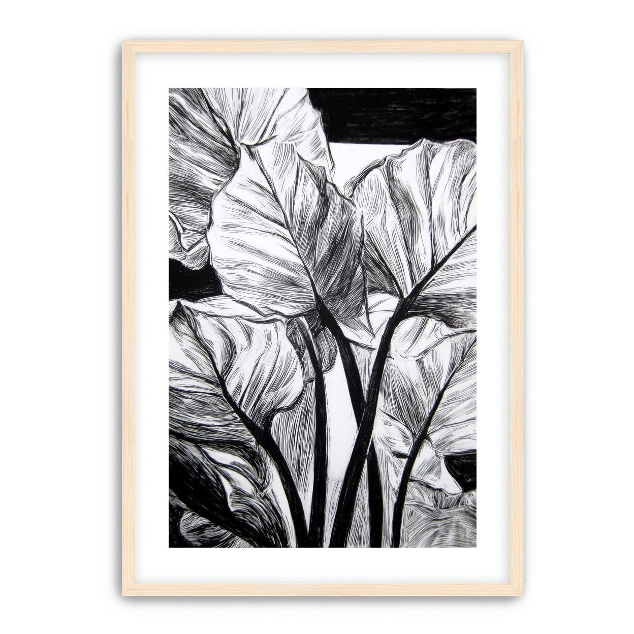 Overlapping Leaves on Dark Ground
