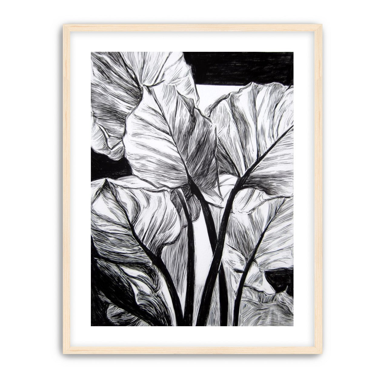 Overlapping Leaves on Dark Ground