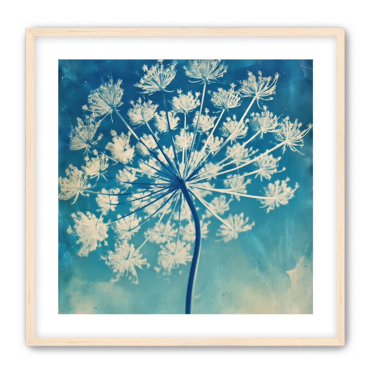 Laceflower Bloom