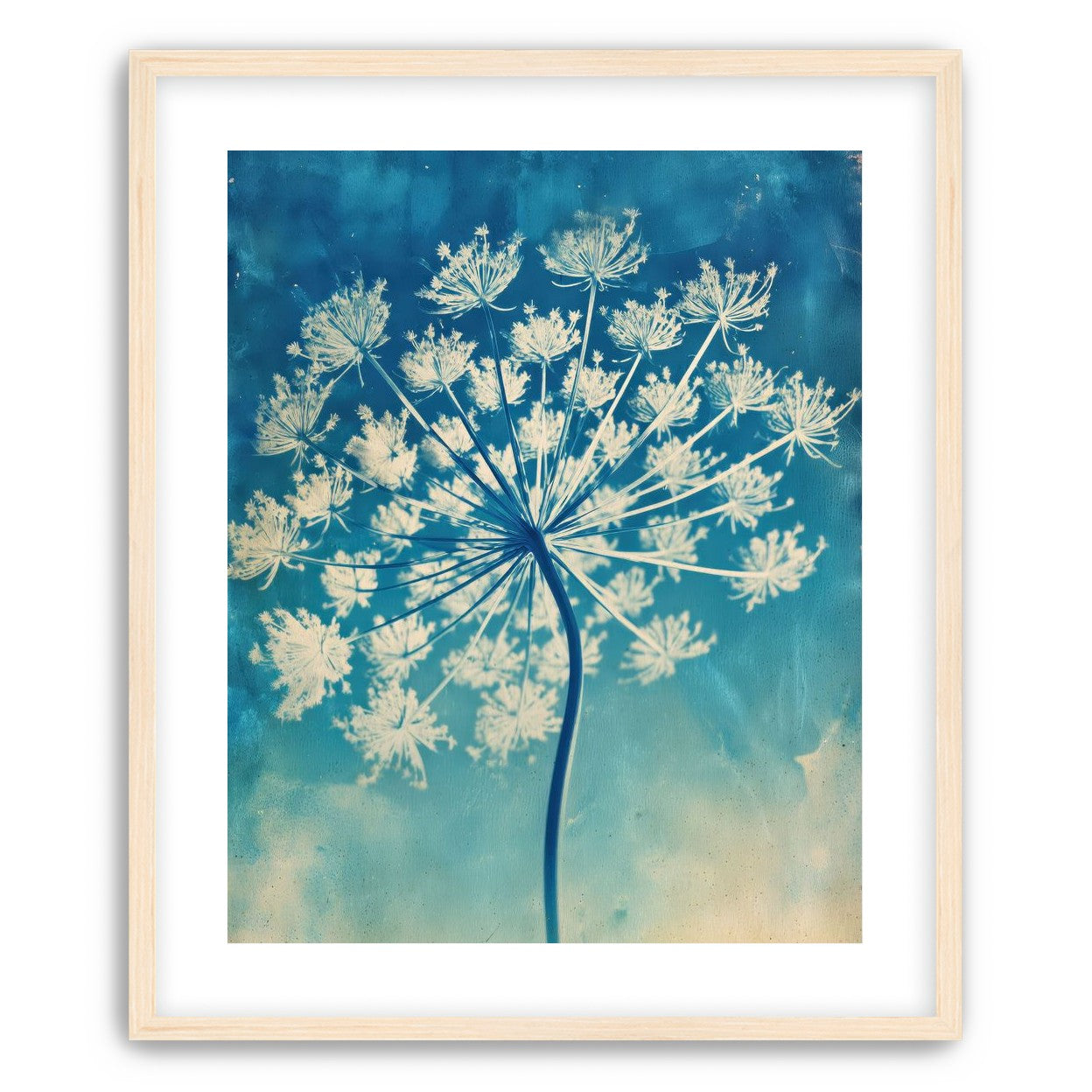 Laceflower Bloom