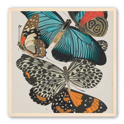 Turquoise wings over orange velvet