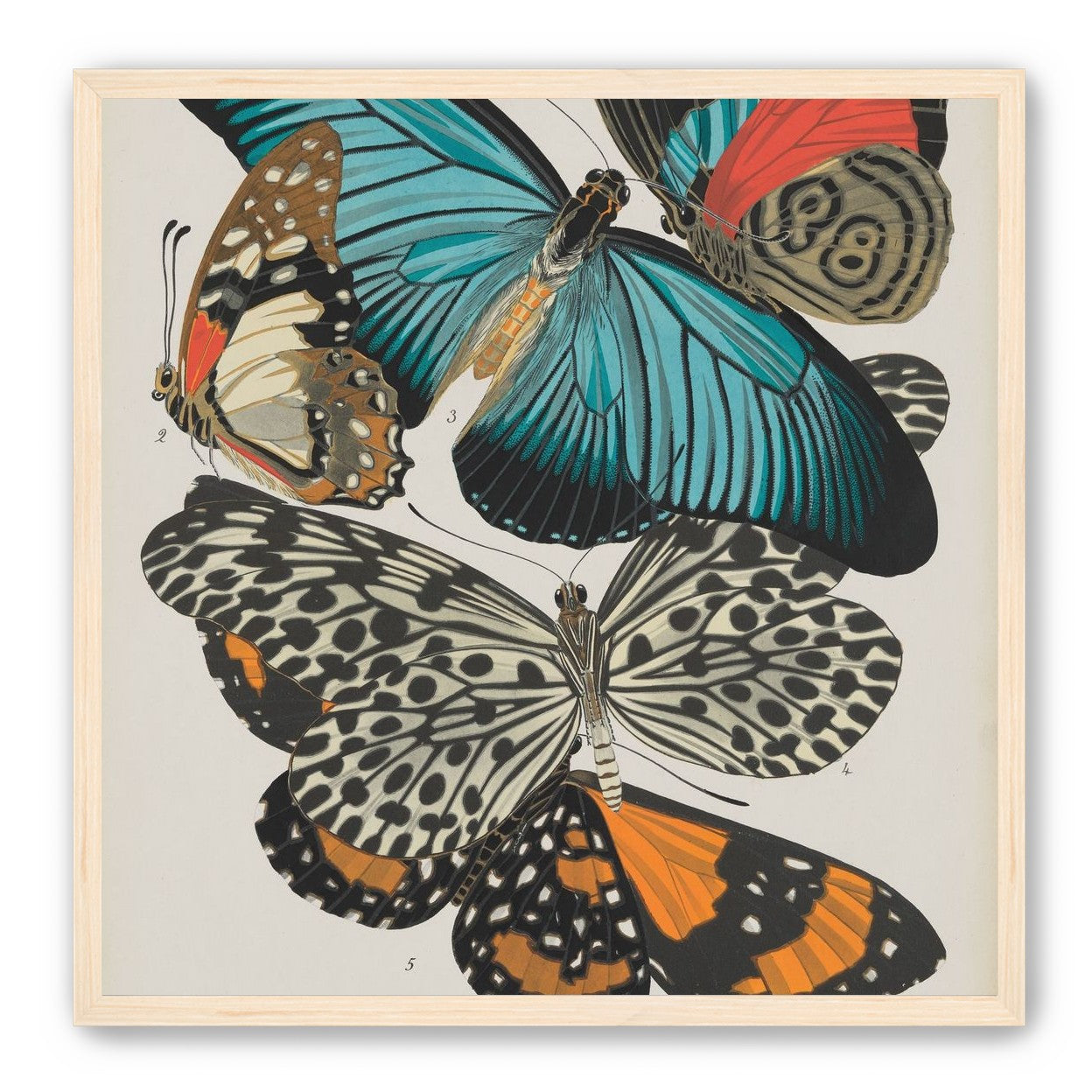 Turquoise wings over orange velvet
