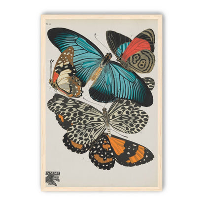 Turquoise wings over orange velvet