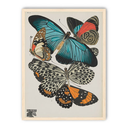 Turquoise wings over orange velvet