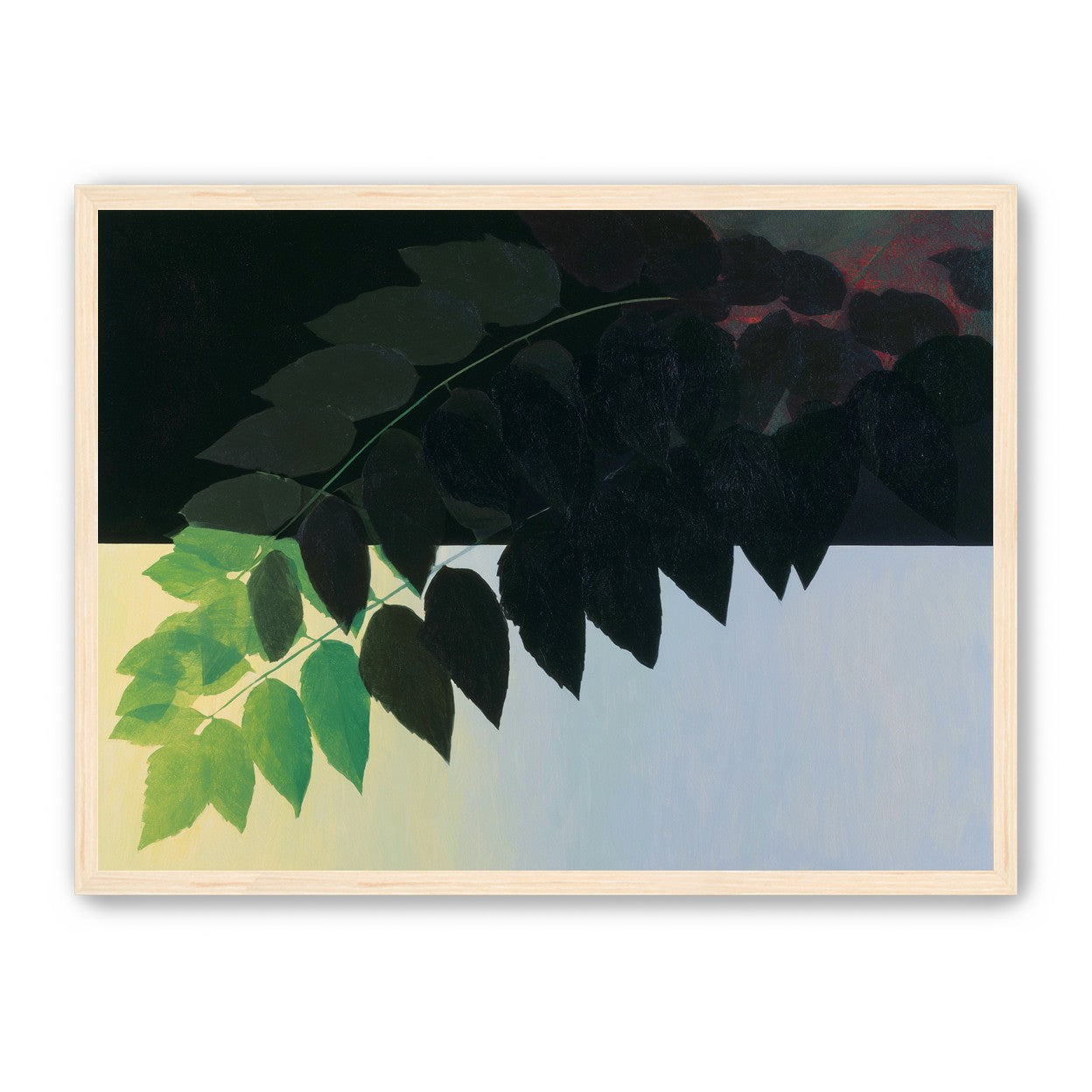 Leaves crossing into shadow