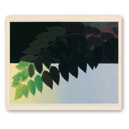 Leaves crossing into shadow