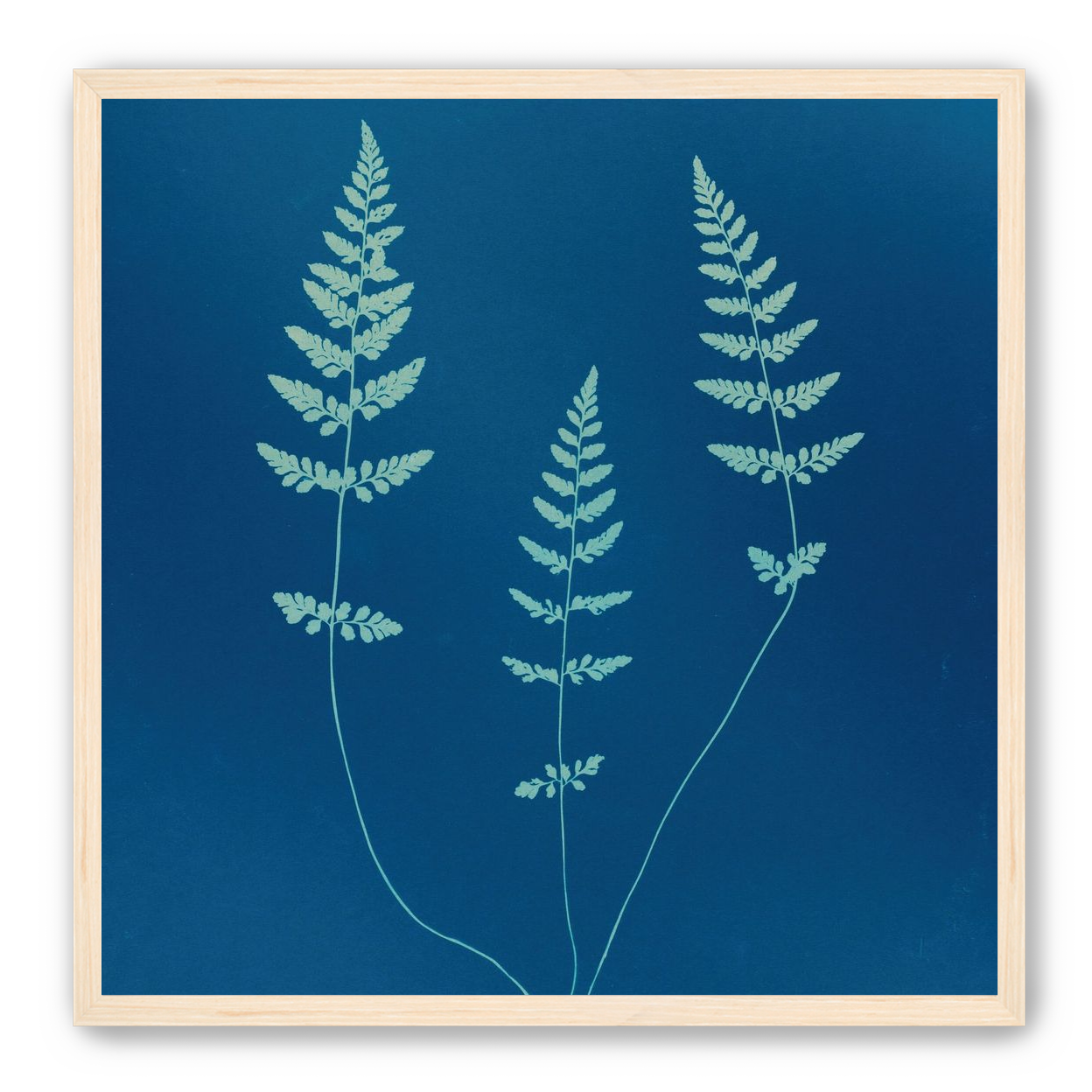 Three ferns in blue