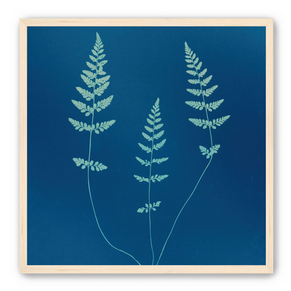 Three ferns in blue