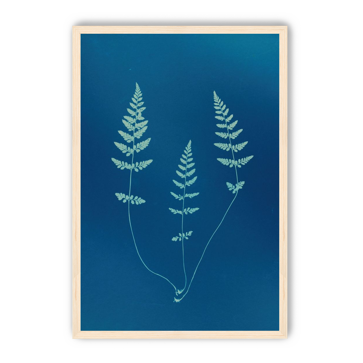 Three ferns in blue