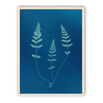Three ferns in blue