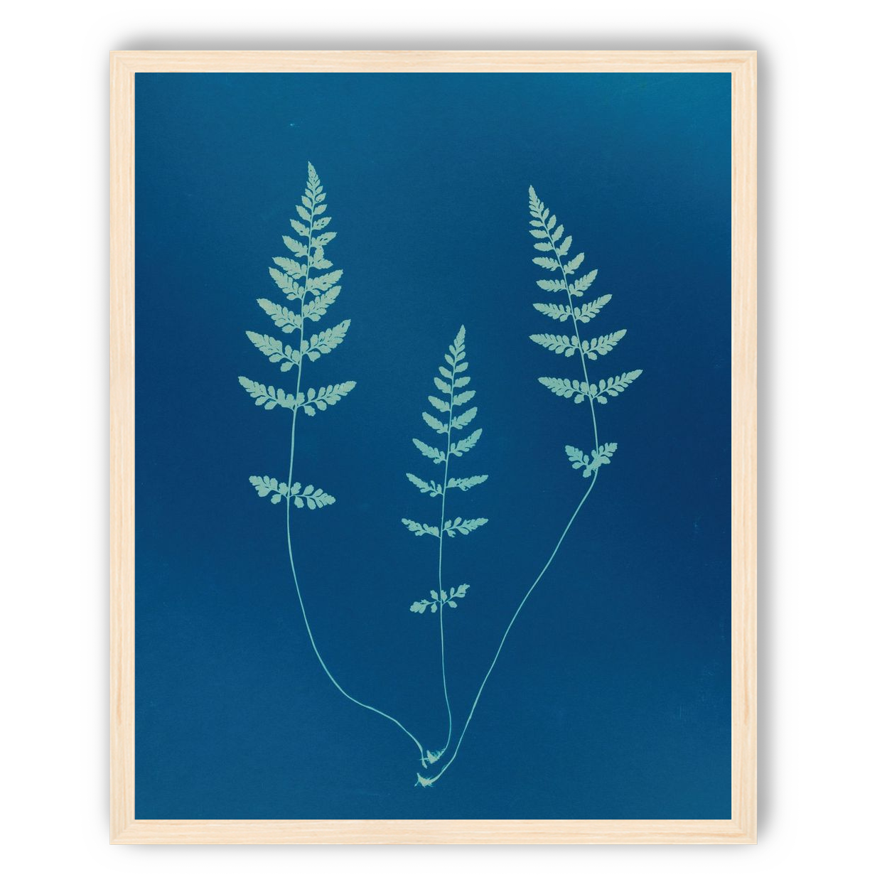 Three ferns in blue