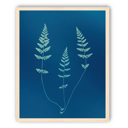 Three ferns in blue