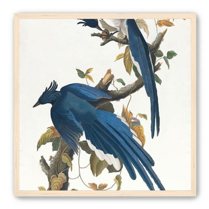 Butterfly under blue beaks