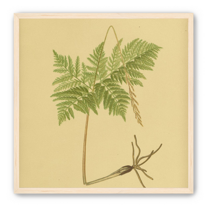 Fern fronds above bare roots