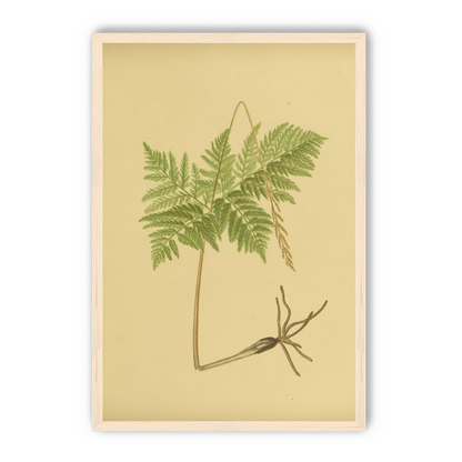 Fern fronds above bare roots