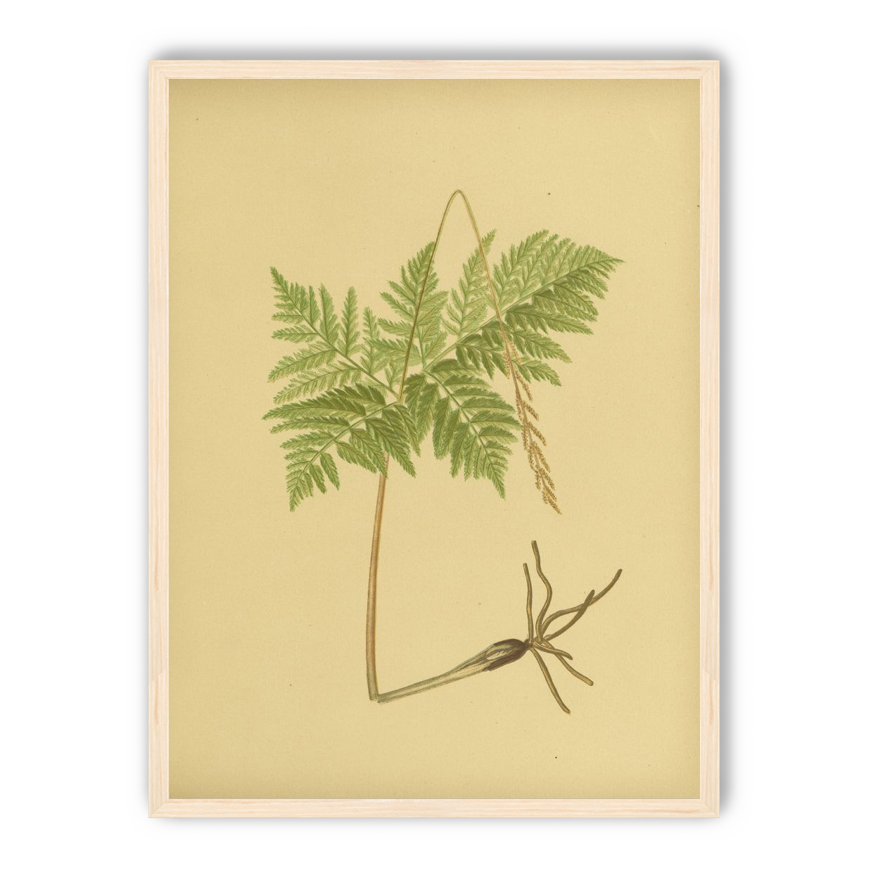 Fern fronds above bare roots
