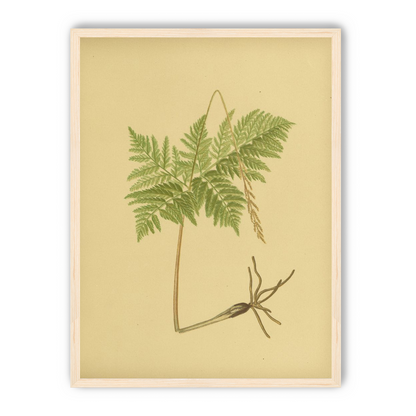 Fern fronds above bare roots