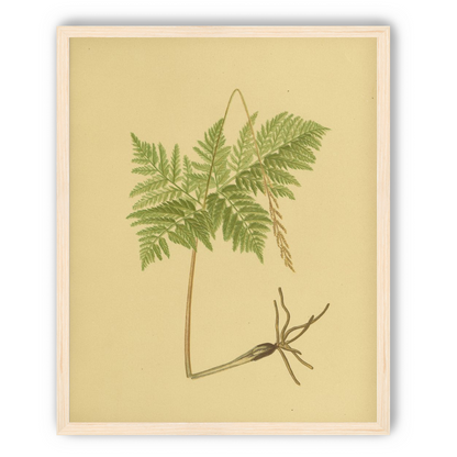 Fern fronds above bare roots