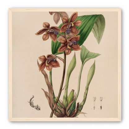 Speckled orchids on pale paper