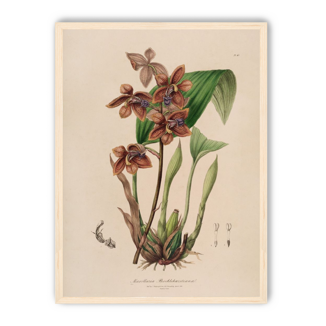 Speckled orchids on pale paper